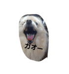 茶々丸スタンプですyo（個別スタンプ：25）