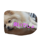 茶々丸スタンプですyo（個別スタンプ：26）