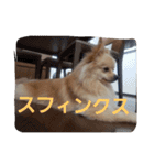 茶々丸スタンプですyo（個別スタンプ：27）