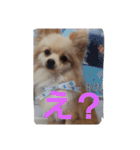 茶々丸スタンプですyo（個別スタンプ：28）