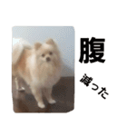 茶々丸スタンプですyo（個別スタンプ：30）