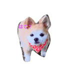 クンクン（個別スタンプ：1）