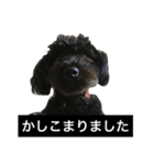 保護犬ノアさん。黒プーの日常。関西弁。（個別スタンプ：39）