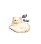 Meow Gangster（個別スタンプ：1）