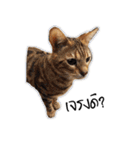Meow Gangster（個別スタンプ：3）