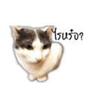 Meow Gangster（個別スタンプ：4）
