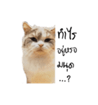 Meow Gangster（個別スタンプ：5）