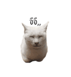 Meow Gangster（個別スタンプ：6）