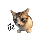 Meow Gangster（個別スタンプ：7）