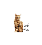 Meow Gangster（個別スタンプ：8）
