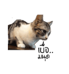 Meow Gangster（個別スタンプ：9）