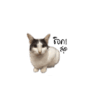 Meow Gangster（個別スタンプ：11）