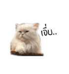Meow Gangster（個別スタンプ：13）