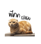 Meow Gangster（個別スタンプ：14）
