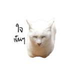 Meow Gangster（個別スタンプ：16）