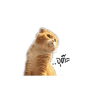 Meow Gangster（個別スタンプ：17）
