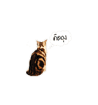 Meow Gangster（個別スタンプ：18）