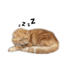 Meow Gangster（個別スタンプ：19）