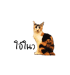 Meow Gangster（個別スタンプ：20）