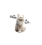 Meow Gangster（個別スタンプ：21）