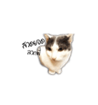 Meow Gangster（個別スタンプ：22）