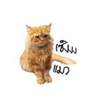 Meow Gangster（個別スタンプ：23）