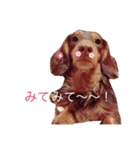 うちのわんず（個別スタンプ：7）