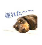 うちのわんず（個別スタンプ：8）