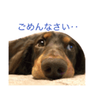 うちのわんず（個別スタンプ：11）