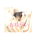 うちのわんず（個別スタンプ：13）