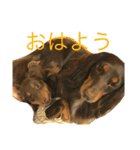 うちのわんず（個別スタンプ：14）
