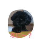 犬こてつ2（個別スタンプ：3）
