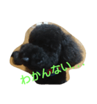 犬こてつ2（個別スタンプ：4）