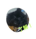 犬こてつ2（個別スタンプ：7）
