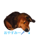 チョコダイアリー（個別スタンプ：4）