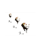 白柴のミナさんです。（個別スタンプ：14）