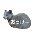 everydayにゃんこスタンプ（個別スタンプ：4）