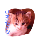子猫ちゃん（個別スタンプ：1）