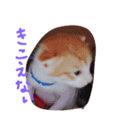 子猫ちゃん（個別スタンプ：4）