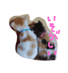 子猫ちゃん（個別スタンプ：5）