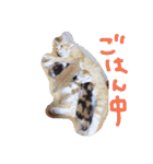 子猫ちゃん（個別スタンプ：6）
