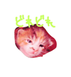 子猫ちゃん（個別スタンプ：8）