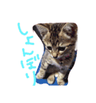 子猫ちゃん（個別スタンプ：9）