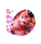 子猫ちゃん（個別スタンプ：10）