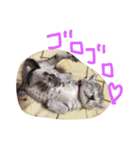 子猫ちゃん（個別スタンプ：11）