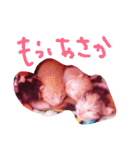 子猫ちゃん（個別スタンプ：12）
