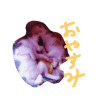 子猫ちゃん（個別スタンプ：13）