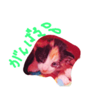 子猫ちゃん（個別スタンプ：15）