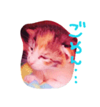 子猫ちゃん（個別スタンプ：16）