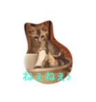 Shichimi family（個別スタンプ：5）